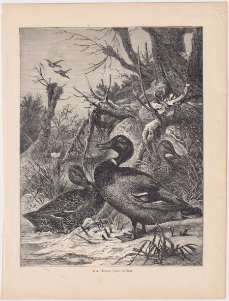 Antique Print, Wild Ducks, 1880
