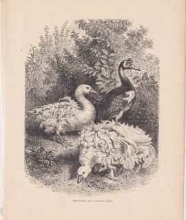 Antique print, Sebastopol and Gambian Geese, 1880