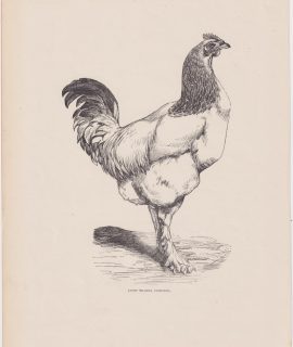 Antique Print, Light Brahma Cockerel, 1880