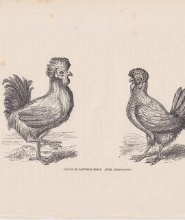 Antique Print, Paduan Fowls, 1870
