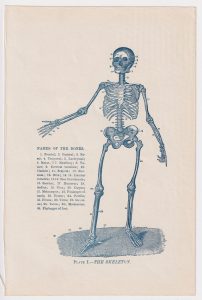 Vintage Print, The Skeleton, 1910 ca.