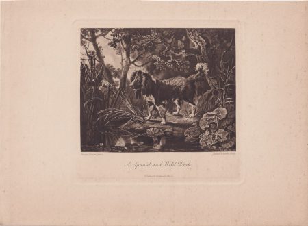 Antique Engraving Print, A Spaniel and Wild Duck, 1858 ca.