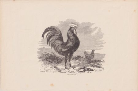 Antique Print, Columbian Fowl, 1870