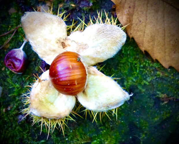 Isterismo di felicità, Happycrazy