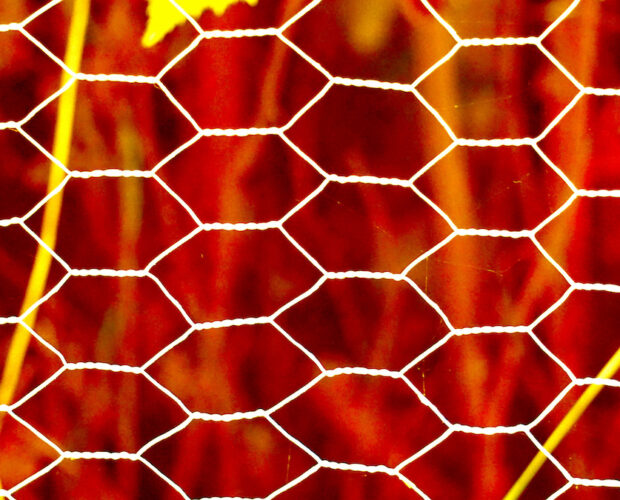 Fiore in bocca, moribondi social