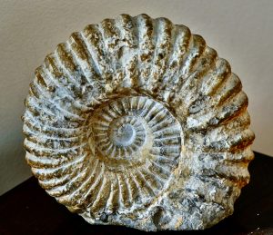 Ammonite Fossil, Cretaceous age