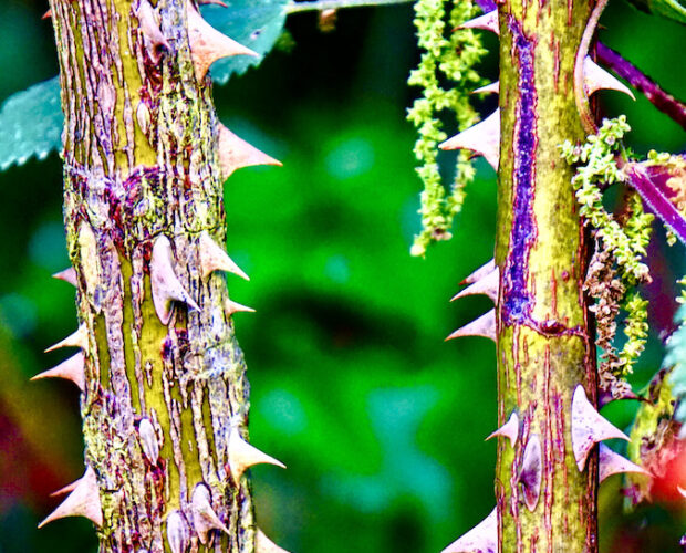 Leopardi, arte sdoppiamento oggetti