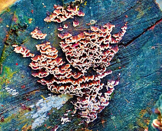 Eleganza, adeguamento, sistema, arte