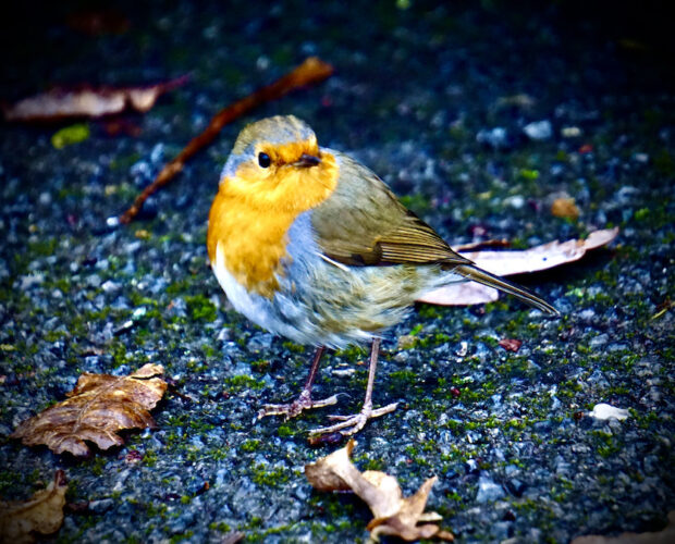 Zaccaria, segreto, settenario sacro