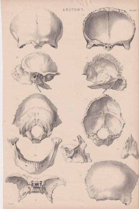 Antique Print, Anatomy, 1890