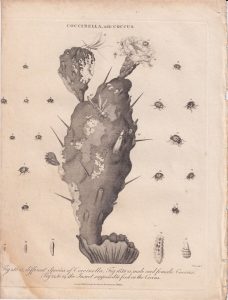 Antique Engraving Print, Coccinella and Coccus, 1801