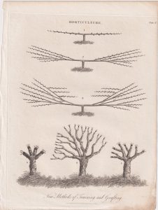 Antique Engraving Print, Horticulture, 1810