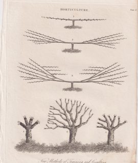Antique Engraving Print, Horticulture, 1810