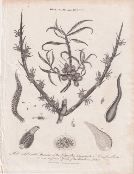 Antique Engraving Print, Hippophae and Hirudo, 1811