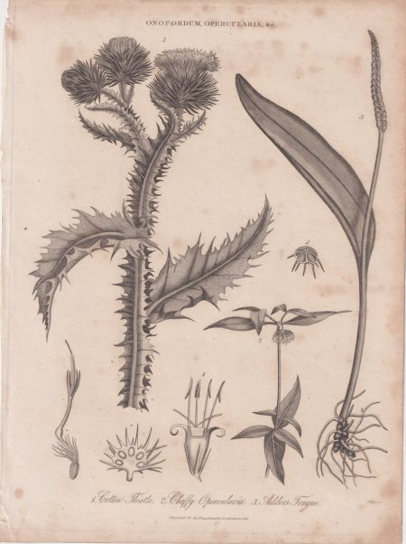Rare Antique Engraving Print, Onopordum Opercularia, 1819