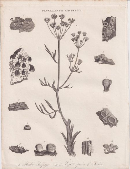 Antique Engraving print, Peucedanum and Peziza, 1809 ca.
