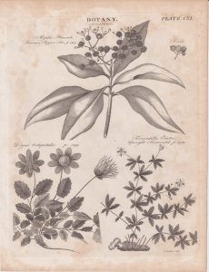 Antique Engraving Print, Botany, 1809