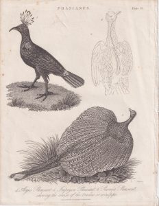 Antique Engraving print, Phasianus, 1824