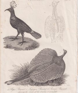Antique Engraving print, Phasianus, 1824