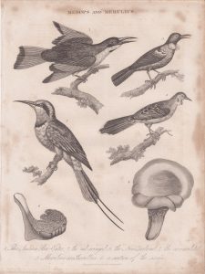 Antique Engraving Print, Merops and Merulius, 1817