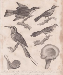 Antique Engraving Print, Merops and Merulius, 1817