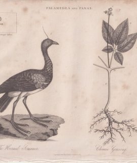 Rare Antique Engraving Print, Palamedea and Panax, 1821