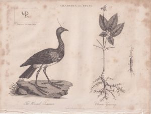 Rare Antique Engraving Print, Palamedea and Panax, 1821