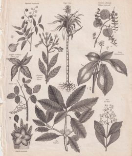 Antique Engraving Print, Botany, 1811