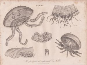Antique Engraving Print, Medusa, 1816