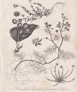 Antique Engraving Print, Sison Spergula Stellaria Sorbus, 1827