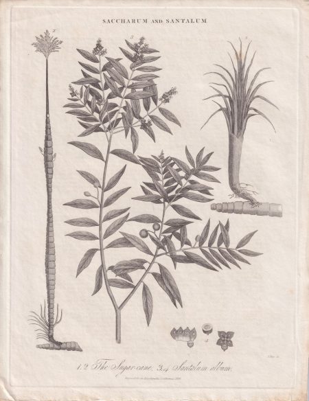 Antique Engraving Print, Saccharum and Santalum, 1826