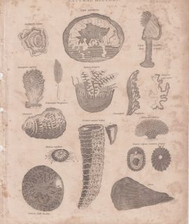 Rare Antique Engraving print, Natural History, 1801