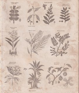 Antique Engraving Print, Botany, 1805