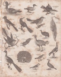 Antique Engraving Print, Aves, 1811