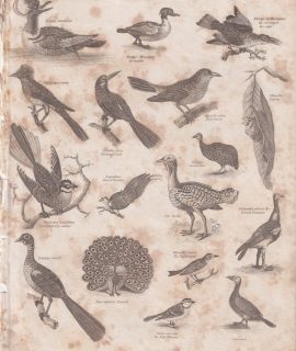 Antique Engraving Print, Aves, 1811