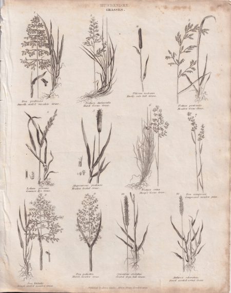 Antique Engraving Print, Grasses, 1809