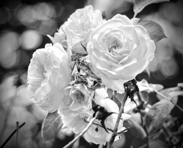 Ecloga IX, Virgilio geometrico simmetrico