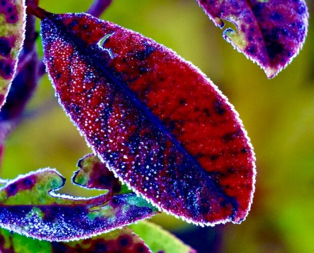 Bei tempi andati? Frottole!