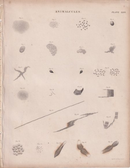 Antique Engraving Print, Animalcules, 1810