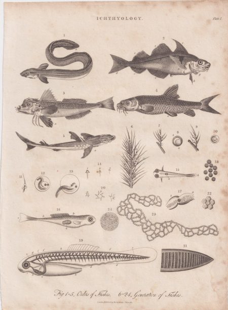 Antique Engraving Print, Ichthyology, 1811