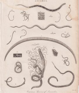 Antique Engraving Print, Ascaris, 1807