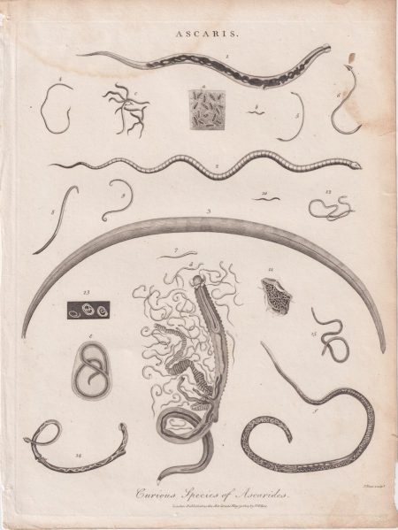 Antique Engraving Print, Ascaris, 1807