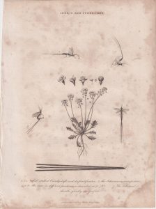 Antique Engraving Print, Iberis and Ichneumon, 1811