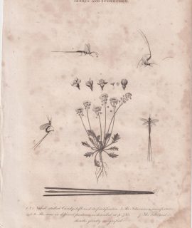 Antique Engraving Print, Iberis and Ichneumon, 1811