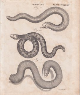 Antique Engraving Print, Ophiology, 1809