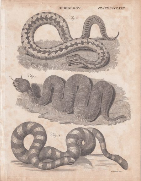 Antique Engraving Print, Ophiology, 1809