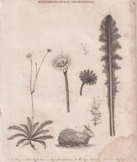 Antique Engraving Print, Hypochoeris Hyrax, and Hyssopus, 1811