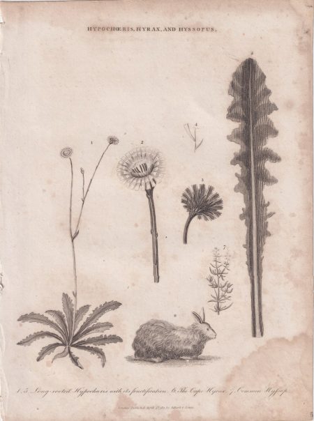 Antique Engraving Print, Hypochoeris Hyrax, and Hyssopus, 1811