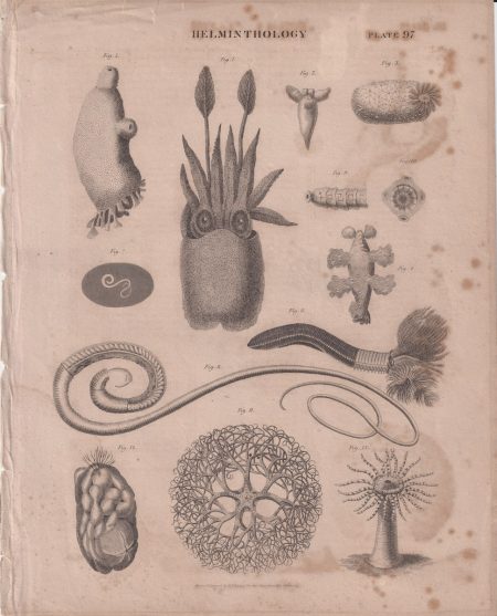 Antique Engraving Print, Helminthology, 1809 ca.