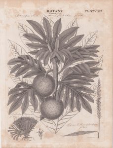Antique Engraving Print, Botany, 1809